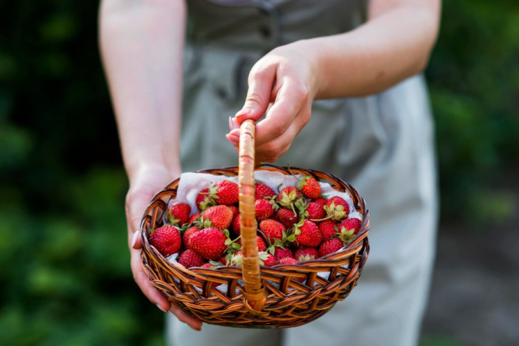 Vychutnajte si sladké jahody a skúste samozber na Slovensku. Tu je zoznam miest
